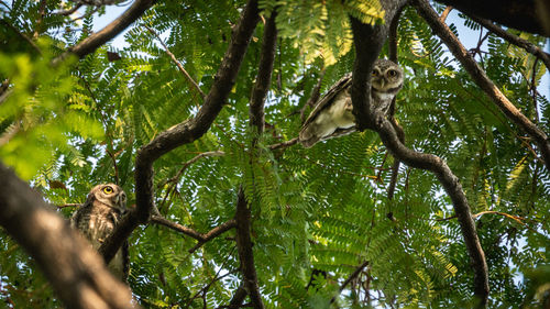 Low angle view of monkey sitting on tree