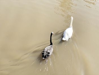 High angle view of bird swimming in lake