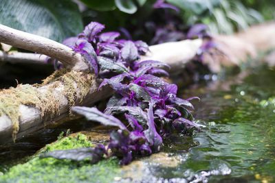 Close-up of purple flowers