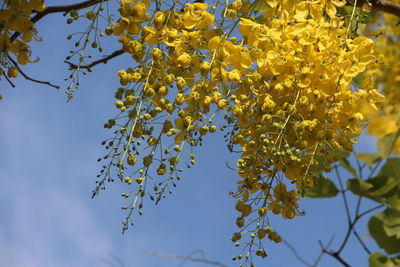 Low angle view of flowering plant against sky