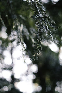 Low angle view of trees