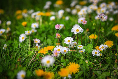 flowering plant