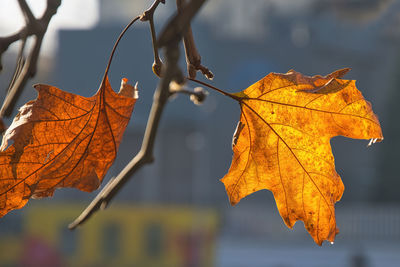 leaf