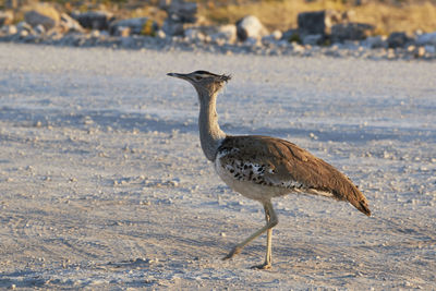 Side view of bird on beach