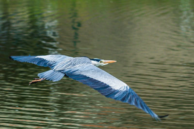 High angle view of gray heron flying over lake