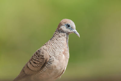 Close-up of a bird