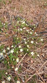 White flowers growing on field