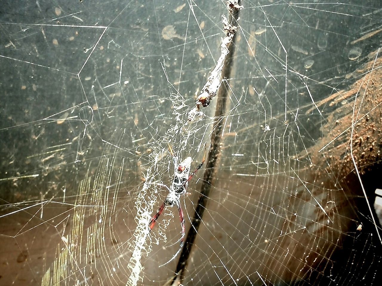 spider web, water, drop, wet, nature, close-up, spider, full frame, natural pattern, day, backgrounds, outdoors, high angle view, pattern, focus on foreground, beauty in nature, no people, weather, complexity, fragility