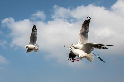 Seagulls flying on beautiful blue sky and cloud catching food in the air.