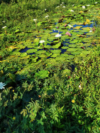 Water lily in lake