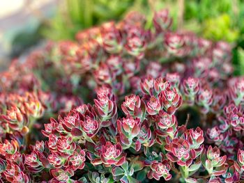 Close-up of pink flowering plant