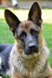 Close-up portrait of dog