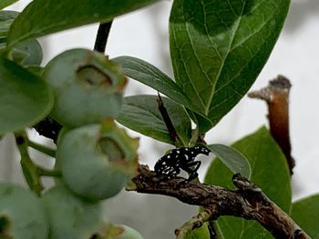 Close-up of a bird perching on branch