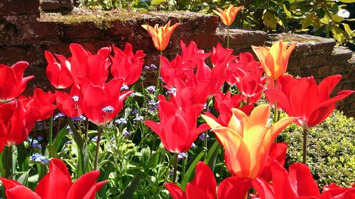 Close-up of red poppy flowers