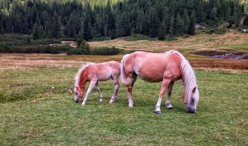 Horses grazing in a field