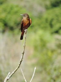 Close-up of bird perching outdoors