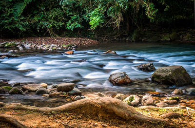 Stream flowing through rocks in forest