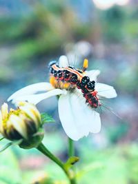 Close-up of bee pollinating flower