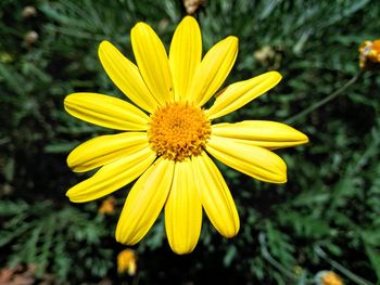 Close-up of yellow flower