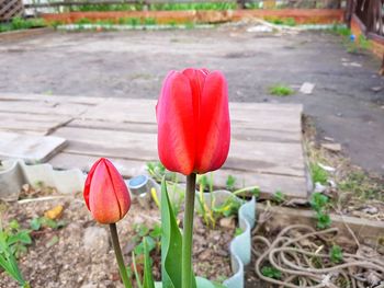 Close-up of red tulip blooming outdoors