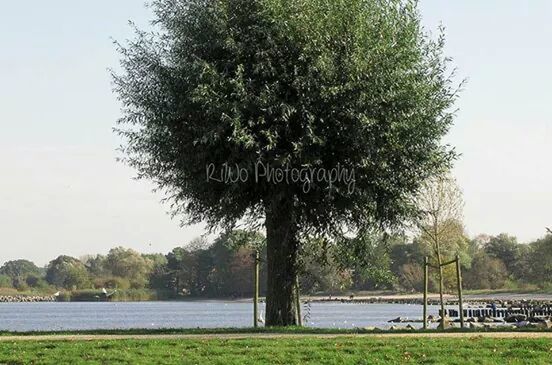 tree, water, lake, grass, tranquility, clear sky, tranquil scene, nature, growth, scenics, beauty in nature, river, park - man made space, green color, lakeshore, tree trunk, sky, riverbank, branch, day