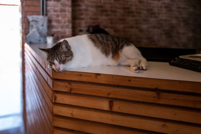 Cat lying by wall