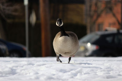 Close-up of a bird on snow