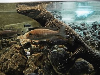 Close-up of fish swimming in sea