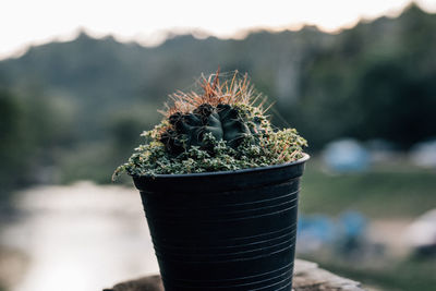 Close-up of potted plant