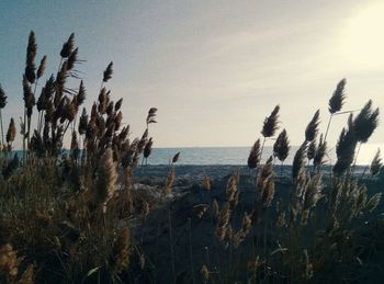 Plants by sea against sky