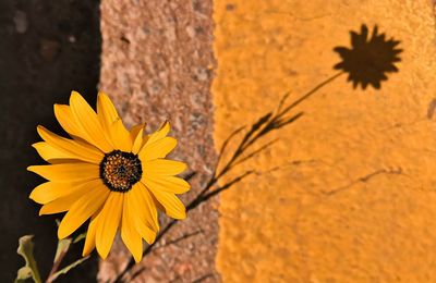 High angle view of yellow flowering plant