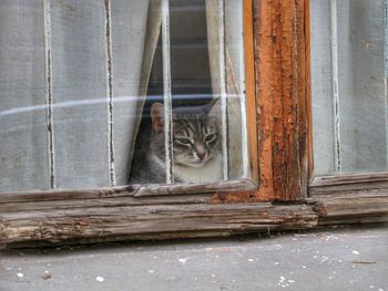 Cat looking through window