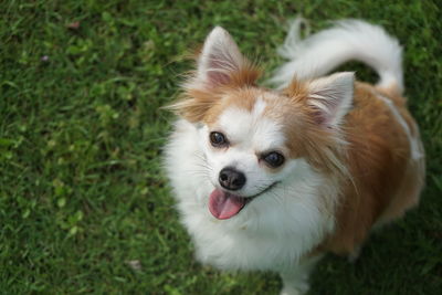 Close-up of dog sticking out tongue on grass