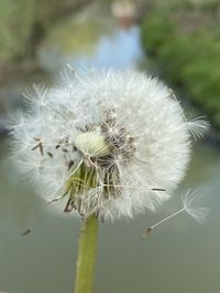 Close-up of white dandelion flower