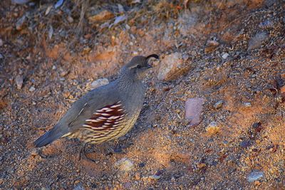 High angle view of bird perching on a field