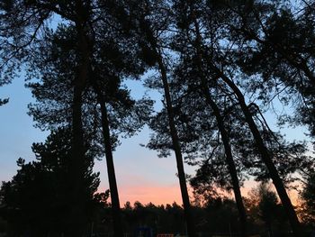 Trees against sky at sunset