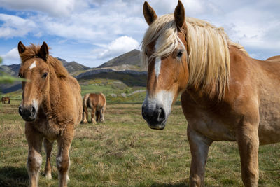 Horse standing on field