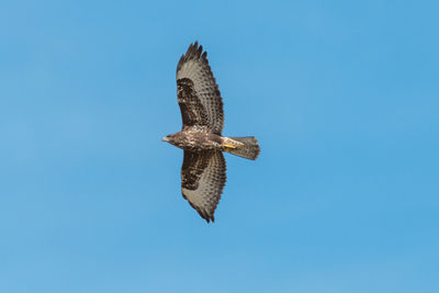 Low angle view of eagle flying against clear blue sky