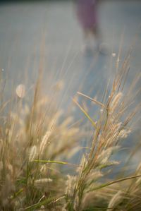 Close-up of wheat growing on field