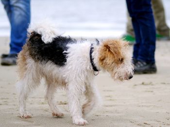 Low section of person with dog standing outdoors