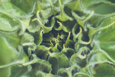 Full frame shot of plant
