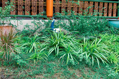 High angle view of plants growing in building