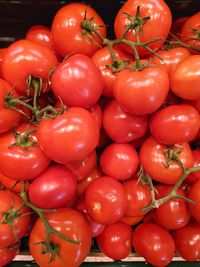 High angle view of tomatoes