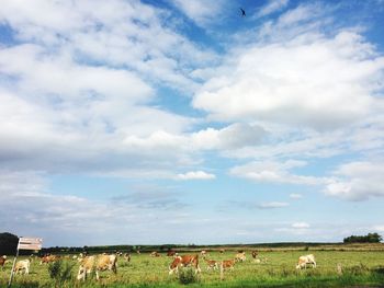 Cows grazing on field against sky