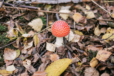 Close-up of mushroom growing on field