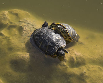 Close-up of turtles in water