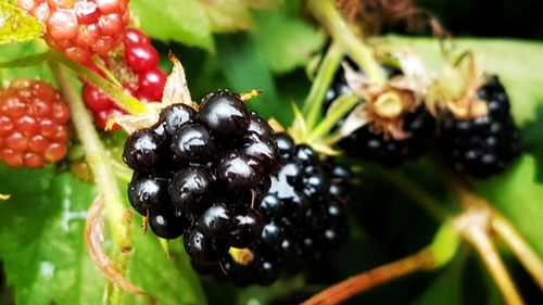 Close-up of berries on plant