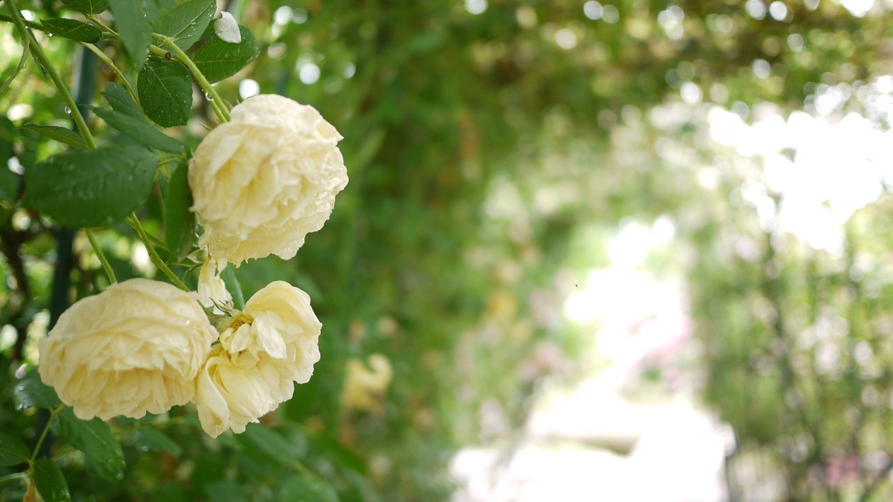 flower, petal, freshness, fragility, growth, focus on foreground, flower head, beauty in nature, close-up, blooming, nature, plant, white color, in bloom, leaf, park - man made space, rose - flower, blossom, tree, day