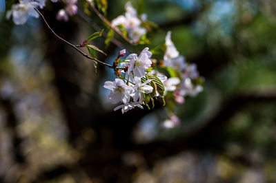 Close-up of white cherry blossom