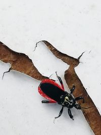 High angle view of black insect on white surface